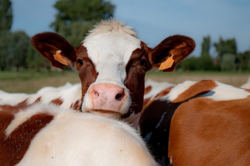 Enquête agricole 2026 : des chiffres fiables commencent chez les agriculteurs